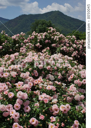 Sakaki Chikumagawa Rose Park Sakaki Chikumagawa Rose Park 8050045