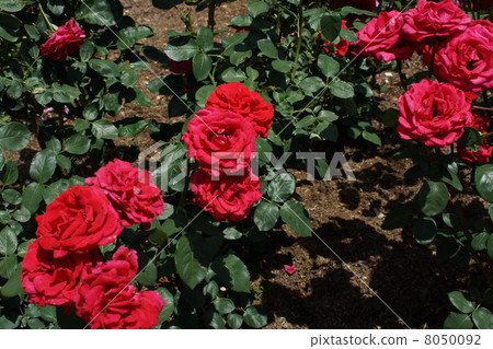 Sakaki Chikumagawa Rose Park Sakaki Chikumagawa Rose Park 8050092