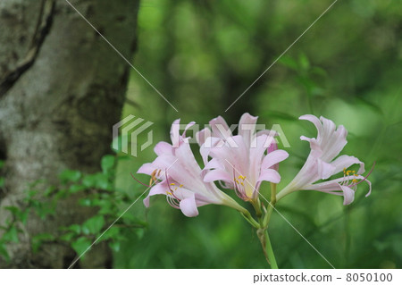 Natsuisen Sen Natsuisen Sen 8050100