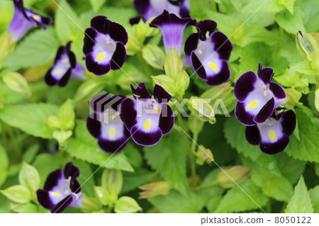Torenia Kauai · Deep Blue Torenia Kauai · Deep Blue 8050122