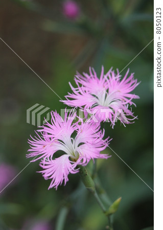 Diane Sath Meyer,Rose Pink Diane Sath Meyer,Rose Pink 8050123