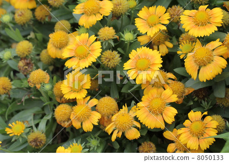 Gailarudia Gailarudia 8050133