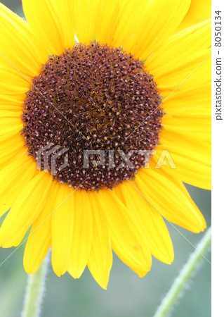sunflower	 8050134