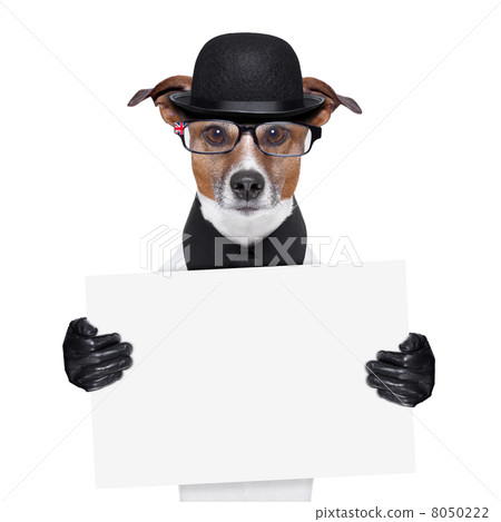 british dog  banner 8050222