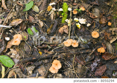 Toadstools growing in the leaf litter of tropical rainforest in Toadstools growing in the leaf litter of tropical rainforest in 8050294