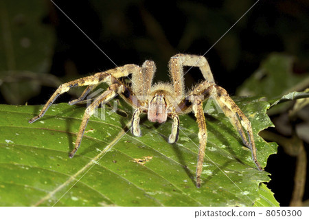 Venomous wandering spider (Phoneutria fera) looking at the camer Venomous wandering spider (Phoneutria fera) looking at the camer 8050300