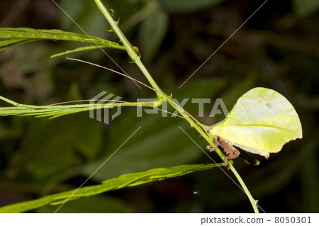 Greel leaf mimic katydid camouflaged in the rainforest understor 8050301