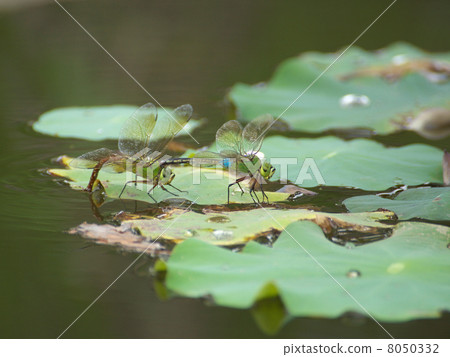 杜松子酒產卵荷葉 8050332