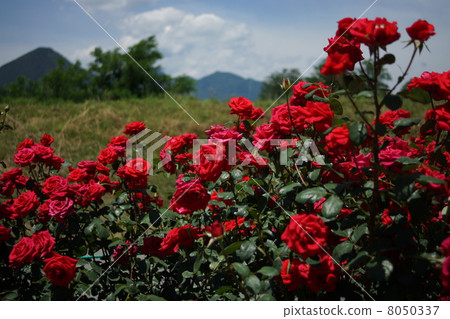 Sakaki Chikumagawa Rose Park Sakaki Chikumagawa Rose Park 8050337