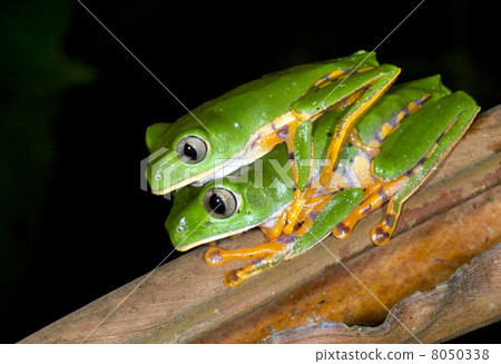 Barred Monkey Frog (Phyllomedusa tomopterna) pair in amplexus in the rainforest, Ecuador 8050338