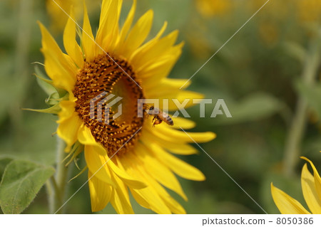 Sunflower and bee 8050386