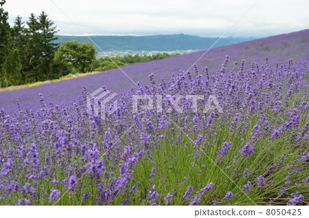 Ayaka no Sato，薰衣草田 8050425