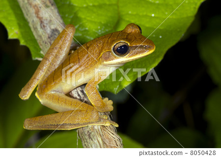 Quacking River Frog (Hypsiboas lanciformis) perching in the rain Quacking River Frog (Hypsiboas lanciformis) perching in the rain 8050428