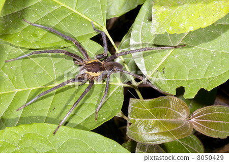 Amazonian Raft Spider (Family Pisauridae) in rainforest, Ecuado Amazonian Raft Spider (Family Pisauridae) in rainforest, Ecuado 8050429