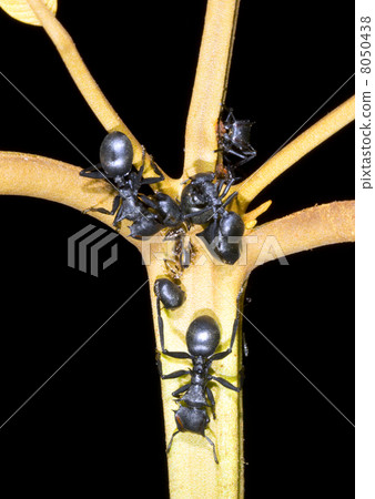 Turtle Ants (Cephalotes sp.) gathering honeydew from leaf hoppers in the rainforest understory, Ecua Turtle Ants (Cephalotes sp.) gathering honeydew from leaf hoppers in the rainforest understory, Ecua 8050438