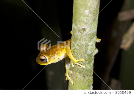 Gunther's Banded Treefrog (Hypsiboas fasciatus), Ecuador Gunther's Banded Treefrog (Hypsiboas fasciatus), Ecuador 8050439