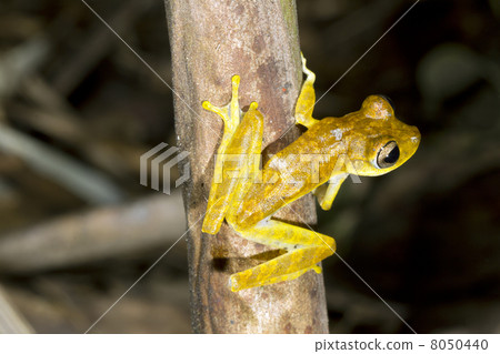 Gunther's Banded Treefrog (Hypsiboas fasciatus), Ecuador 8050440
