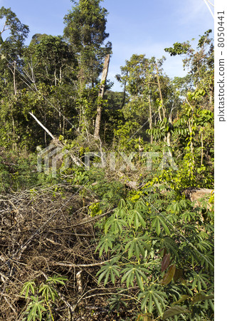 Primary rainforest in Ecuador cut for subsistence farming - Cassava plant growing in foreground. 8050441