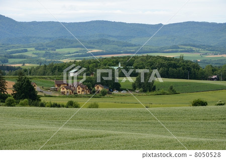 美瑛蕎麥田 美瑛蕎麥田 8050528