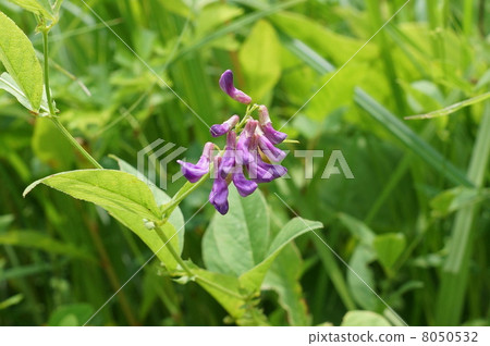 山野之花·Nantenhagi的花蕾類似H屬的花·水平位置 8050532