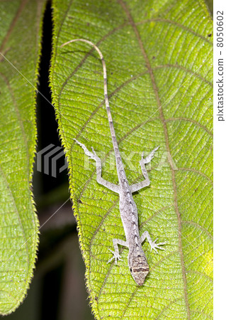 Tropical Anole (Anolis trachyderma) at rest in the rainforest un Tropical Anole (Anolis trachyderma) at rest in the rainforest un 8050602