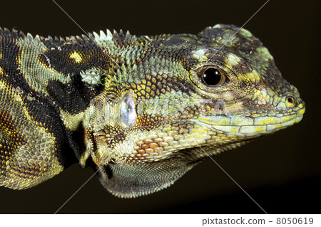 Tree Runner (Plica plica) close up of head. From the Ecuadorian 8050619