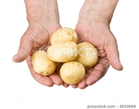 Fresh raw potato 8050669