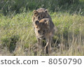 Lion baby / Lion cubs 8050790