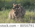 Lion baby / Lion cubs 8050791
