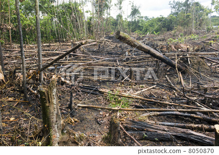 Slash and burn cultivation, rainforest cut and burned to plant c 8050870