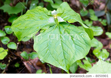 Miyama Enryso 8050901