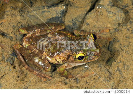 Buckley's Slender Legged Treefrog (Osteocephalus buckleyi). Buckley's Slender Legged Treefrog (Osteocephalus buckleyi). 8050914