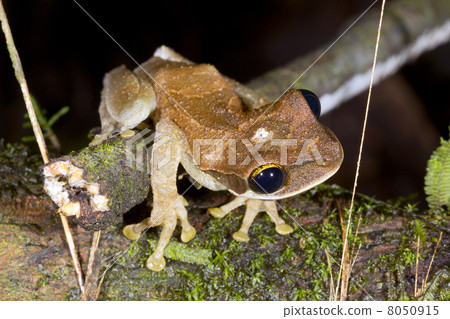 Broad Headed Treefrog (Osteocephalus planiceps) in the Ecuadorian Amazon Broad Headed Treefrog (Osteocephalus planiceps) in the Ecuadorian Amazon 8050915