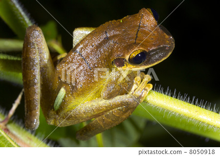Yasuni Broad Headed Treefrog (Osteocephalus yasuni) in the Ecuadorian Amazon Yasuni Broad Headed Treefrog (Osteocephalus yasuni) in the Ecuadorian Amazon 8050918