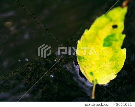 Leaves that fell in the water hand bowl 8051081