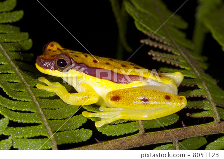 Red Skirted Treefrog (Dendropsophus rhodopeplus) on a fern over a pool in the Ecuadorian Amazon. 8051123