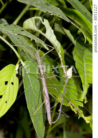 pair of stick insects (phasmids) mating in the rainforest understory, ecuador 8051127