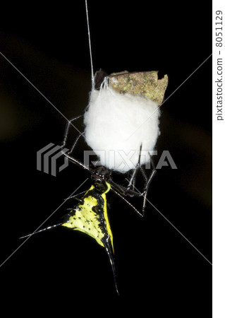Spiny orb weaver spider (Gasteracantha sp.) making a silk nest for her eggs, Ecuador 8051129