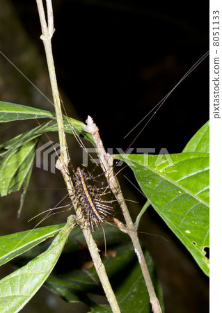 House Centipede (Scutigera sp.) in the rainforest, Ecuador. These centipedes often occur in houses. House Centipede (Scutigera sp.) in the rainforest, Ecuador. These centipedes often occur in houses. 8051133