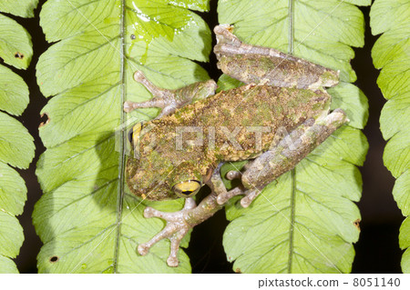 Buckley's Slender Legged Treefrog (Osteocephalus buckleyi). On a leaf In the rainforest, Ecuador. Buckley's Slender Legged Treefrog (Osteocephalus buckleyi). On a leaf In the rainforest, Ecuador. 8051140