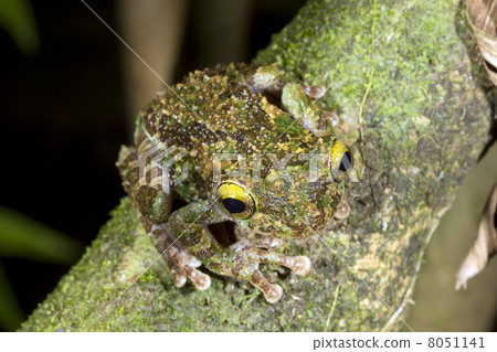 Buckley's Slender Legged Treefrog (Osteocephalus buckleyi). On a branch In the rainforest, Ecuador. Buckley's Slender Legged Treefrog (Osteocephalus buckleyi). On a branch In the rainforest, Ecuador. 8051141