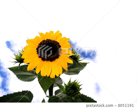 Mini sunflower 8051191