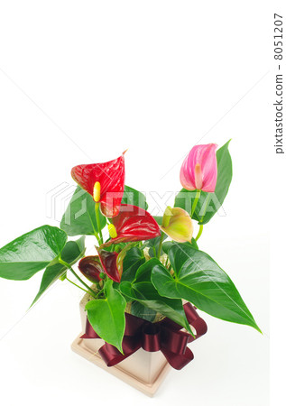 Anthurium on white back 8051207