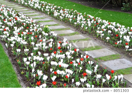 Keukenhof Park Netherlands 8051303