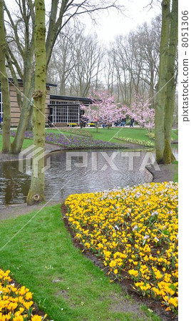 Keukenhof Park Netherlands 8051306