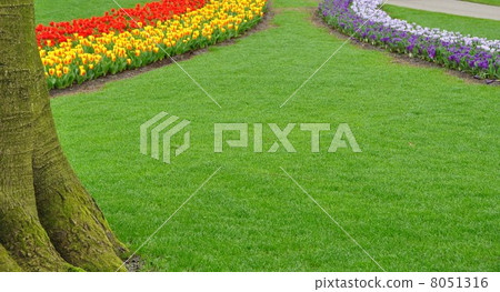 Keukenhof Park Netherlands 8051316