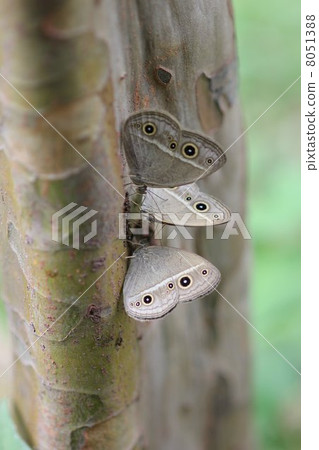 Himejanome gathered in the sap of the Karin tree 01 8051388