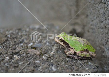 Frog break Frog break 8051401