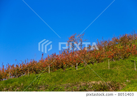 Kakiyuen Kakiyuen 8051403