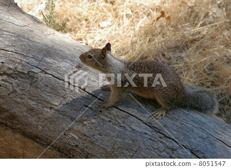 優勝美地國家公園的迪里斯 8051547